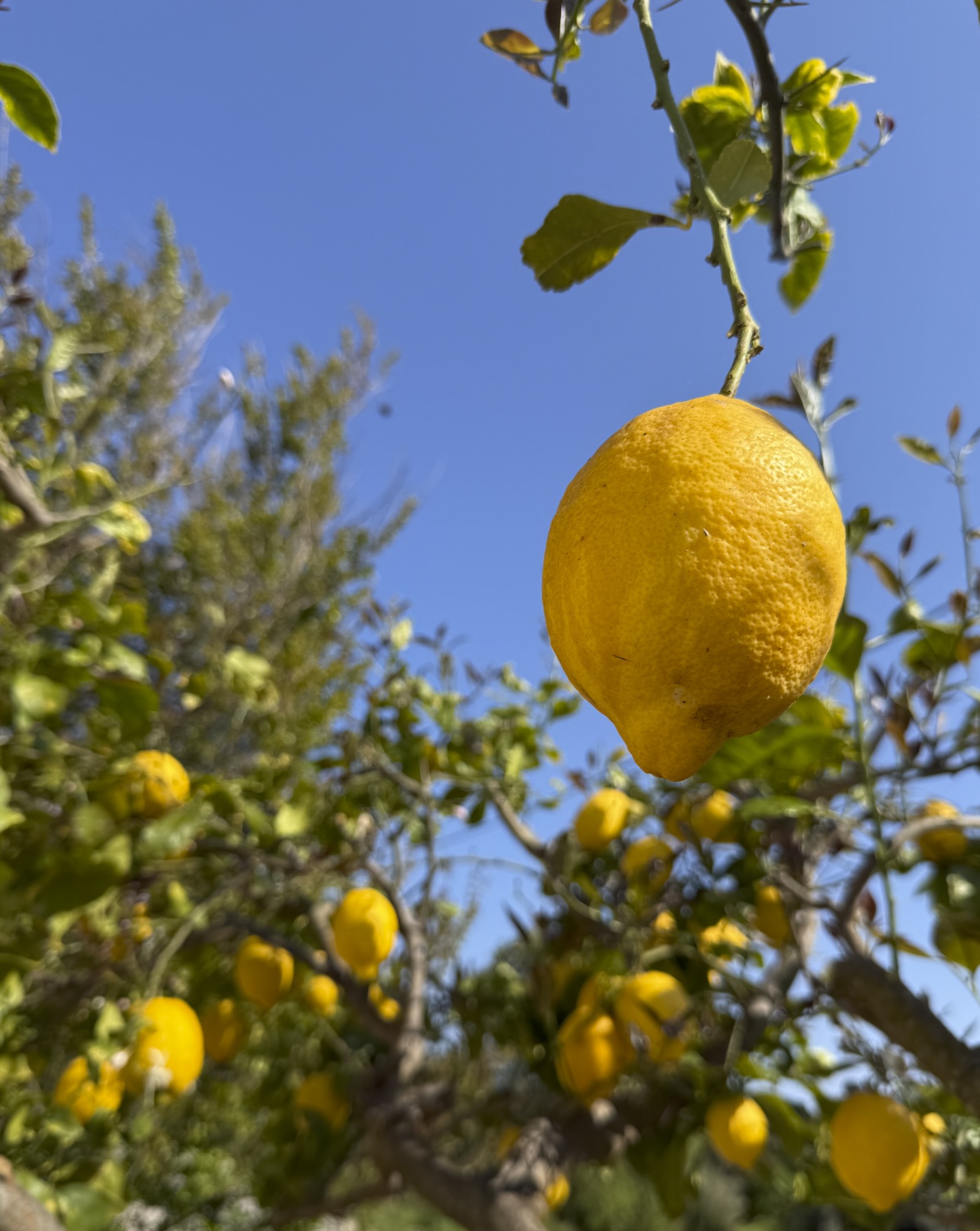 Lemons ripening on the trees in the villa garden