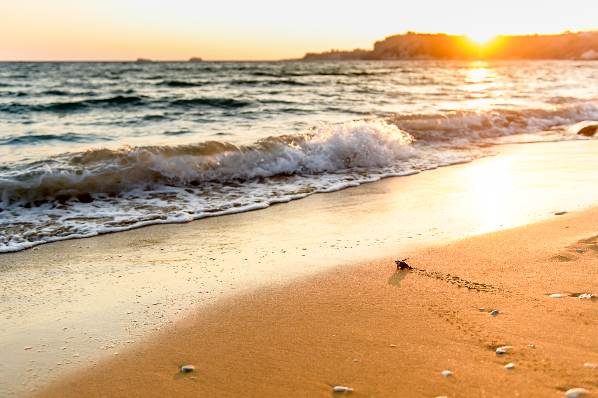 Loggerhead turtle hatchling crossing Avithos Beach at sunset in Kefalonia