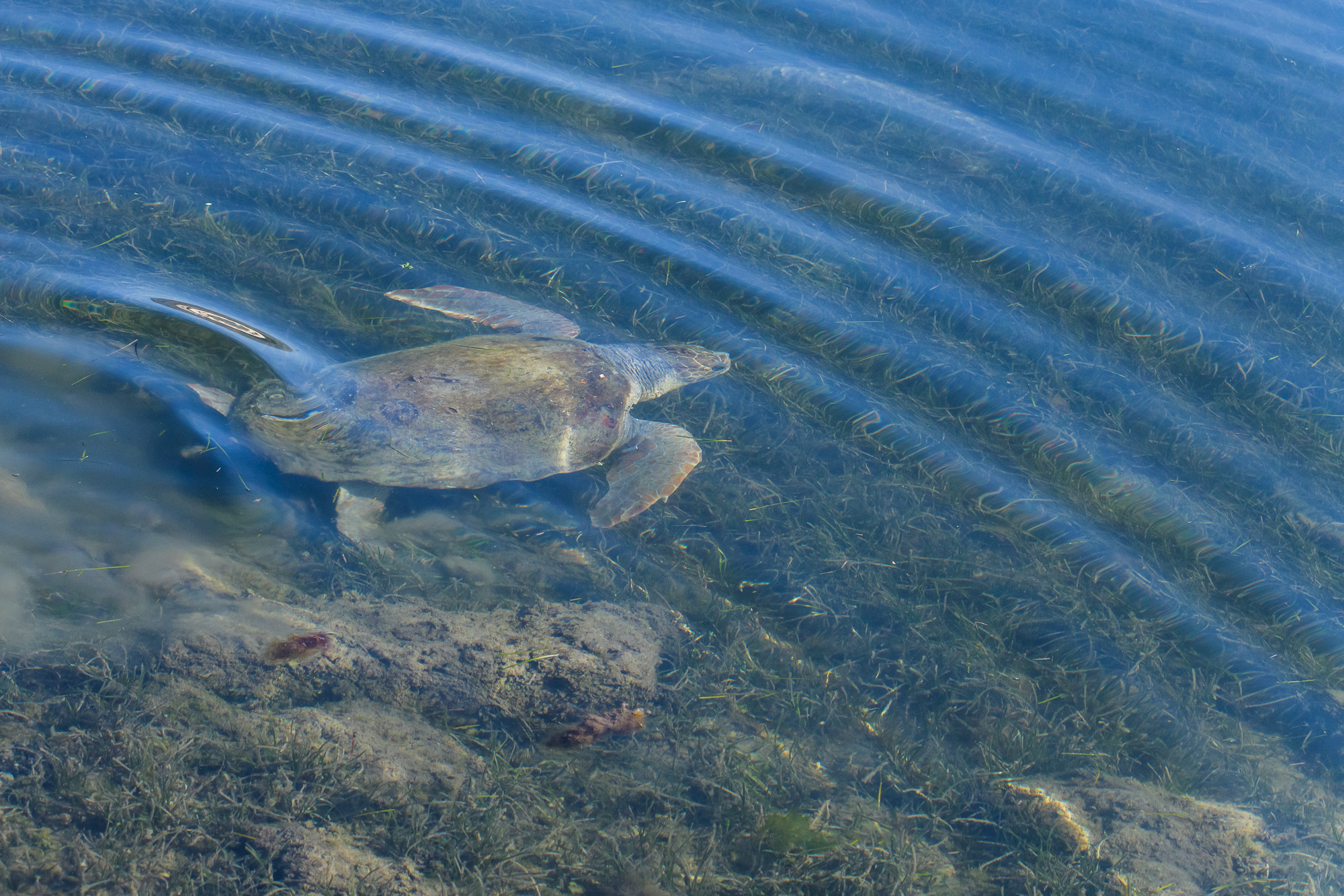 Loggerhead turtle swimming in Argostoli Harbour, Kefalonia