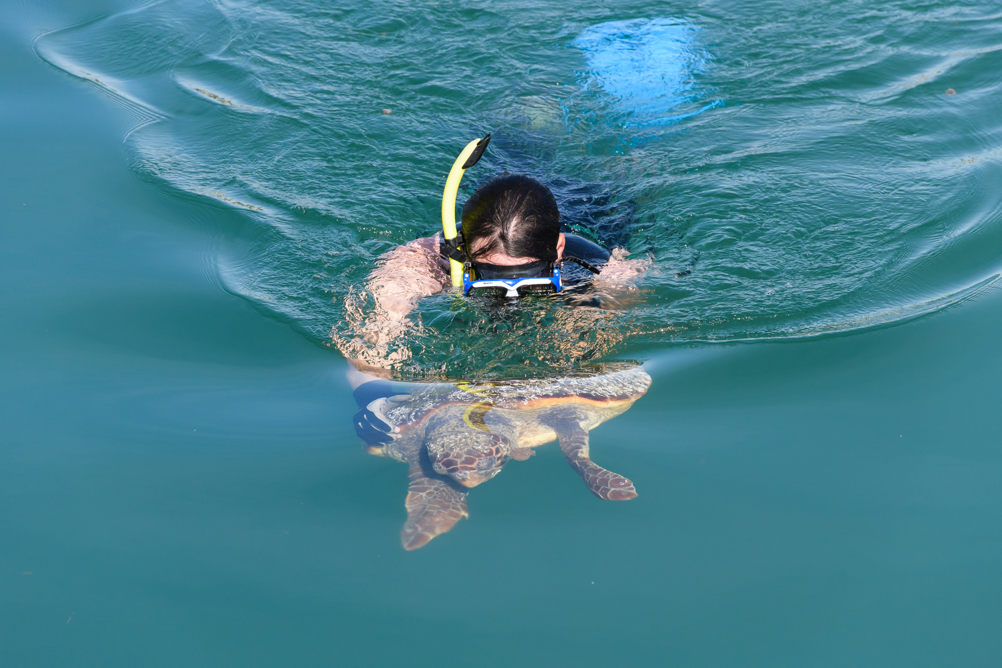 Conservation researchers tagging a loggerhead turtle in Argostoli Harbour, Kefalonia