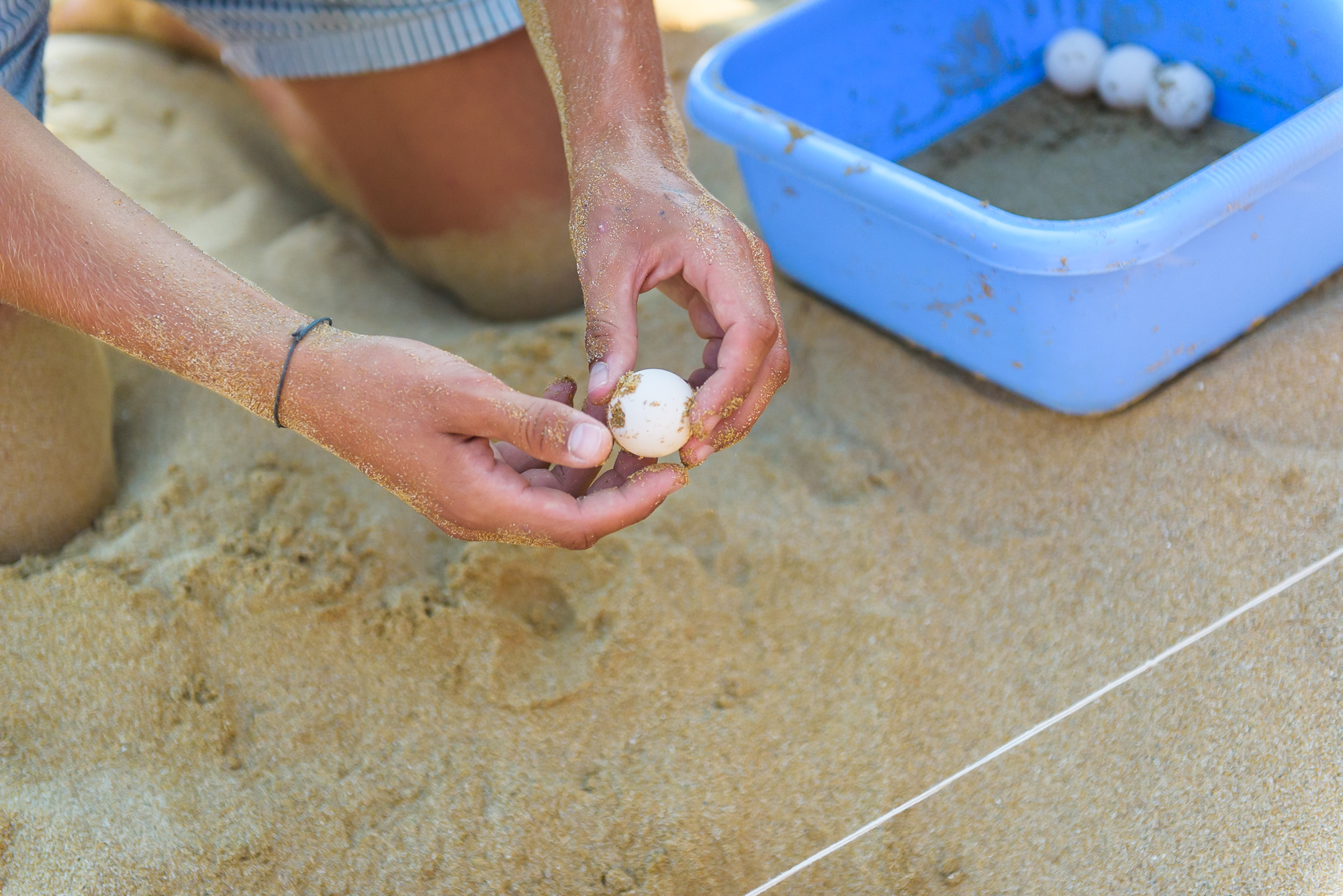 Loggerhead turtle egg inside a protected nest in Kefalonia