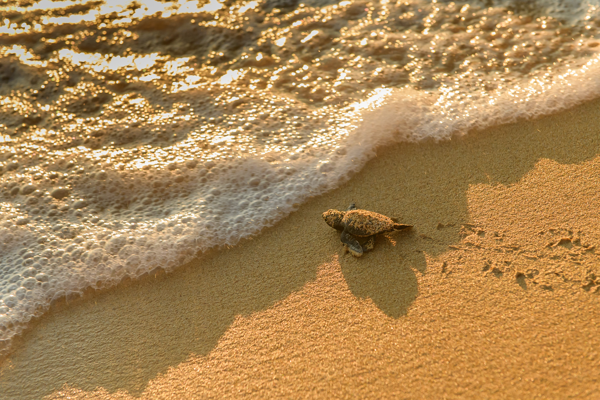 Loggerhead turtle hatchling making its way across Avithos Beach in Kefalonia