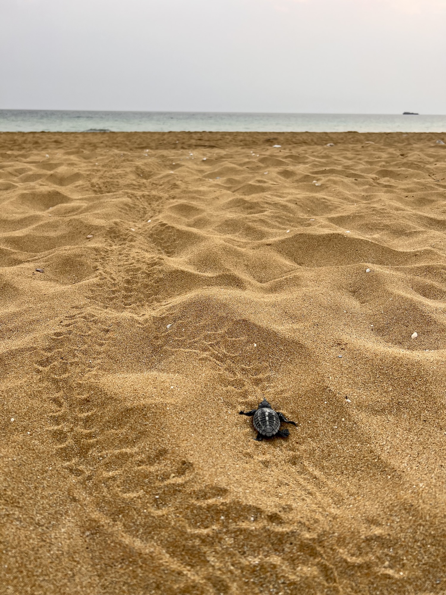 Fresh hatchling tracks leading towards the sea on a Kefalonia beach