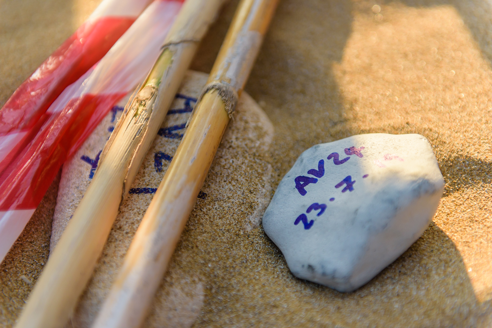 Marked and protected turtle nest site on Avithos beach, Kefalonia