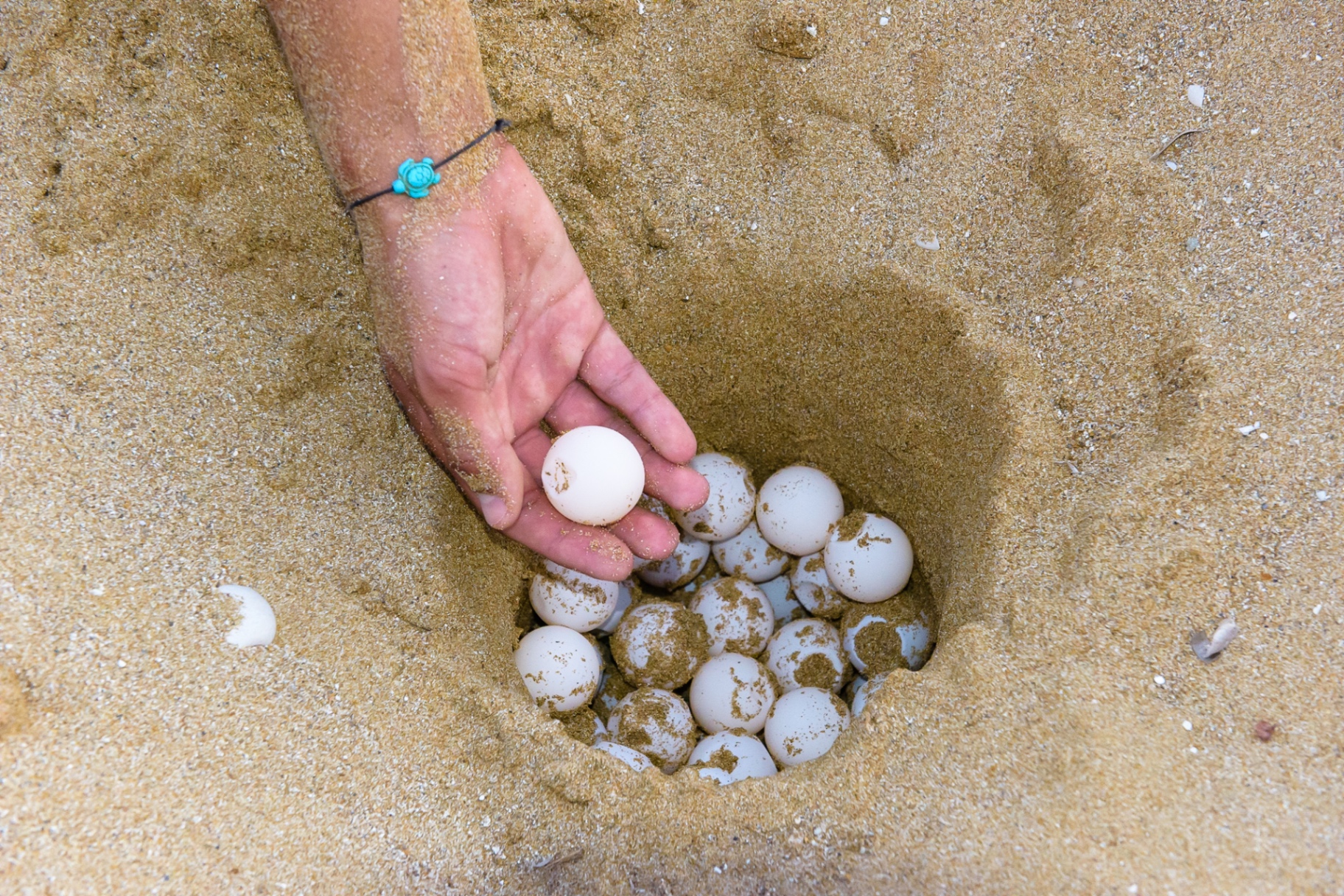 Loggerhead turtle eggs inside a nest on a beach in Kefalonia