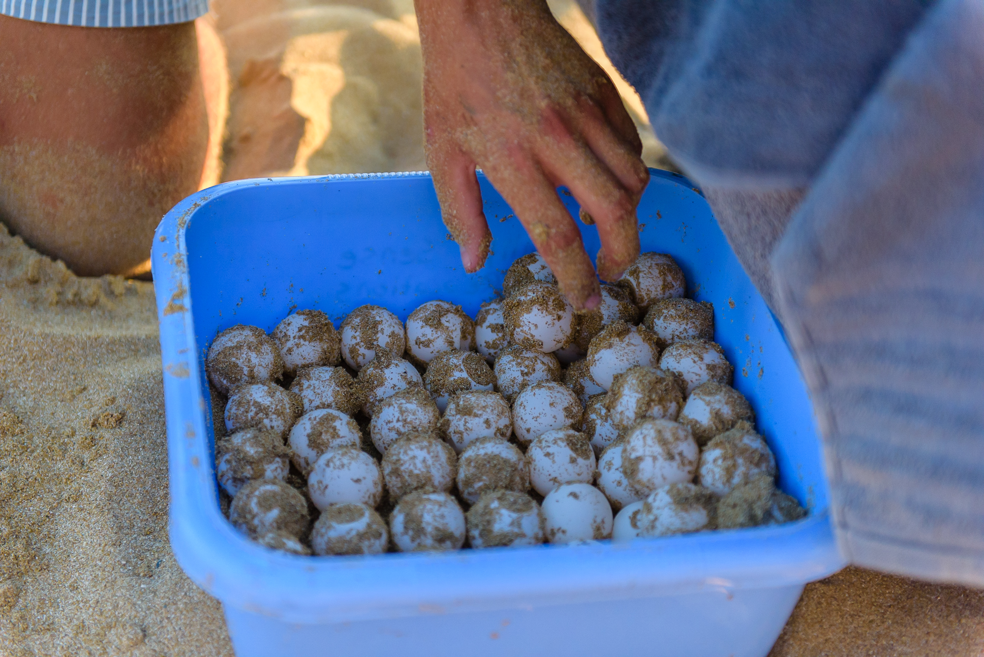Loggerhead turtle eggs being carefully relocated to a safer nest site in Kefalonia