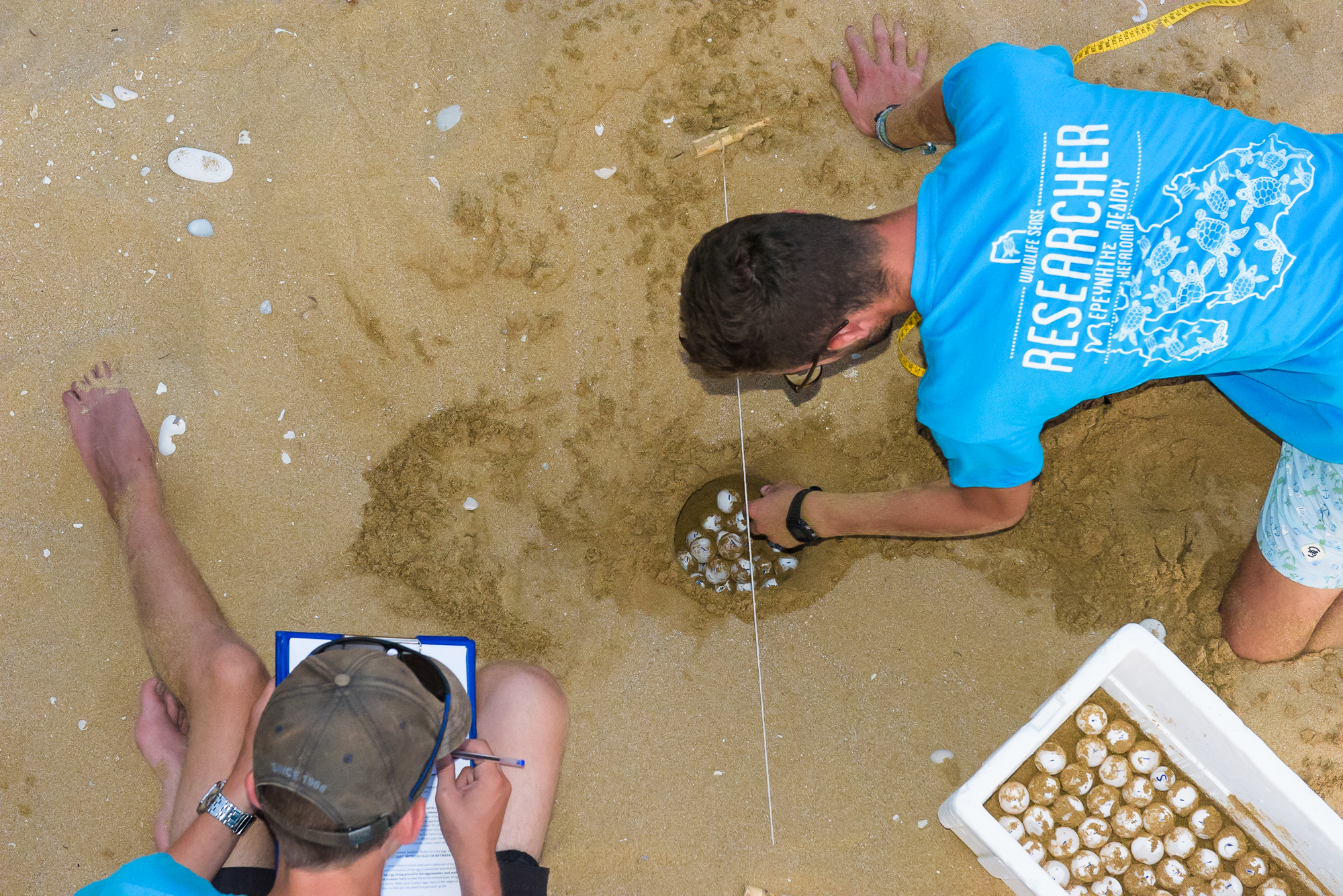 Wildlife Sense volunteers monitoring a relocated turtle nest on Avithos Beach, Kefalonia