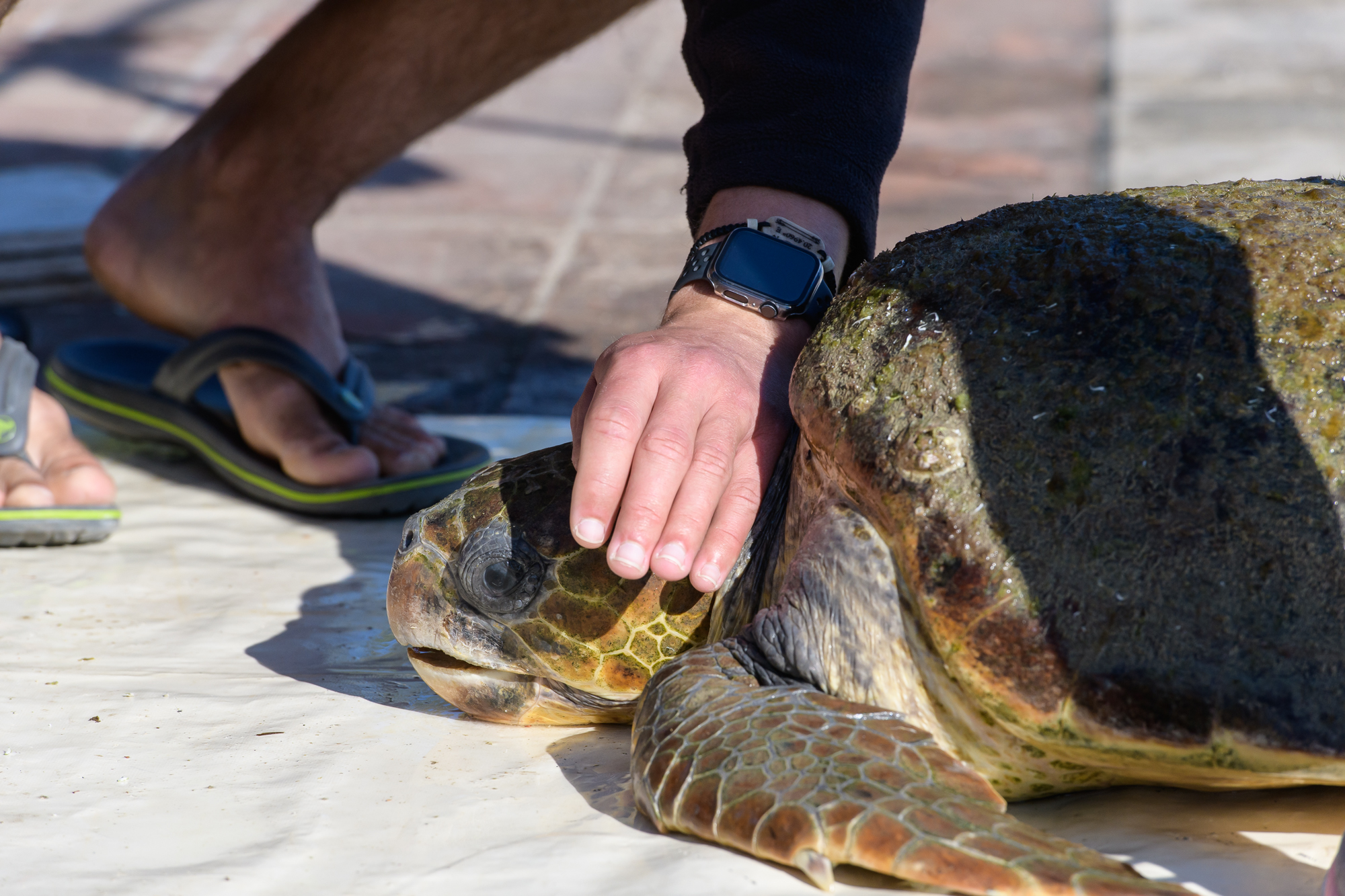 Researchers tagging a loggerhead turtle in Argostoli Harbour, Kefalonia