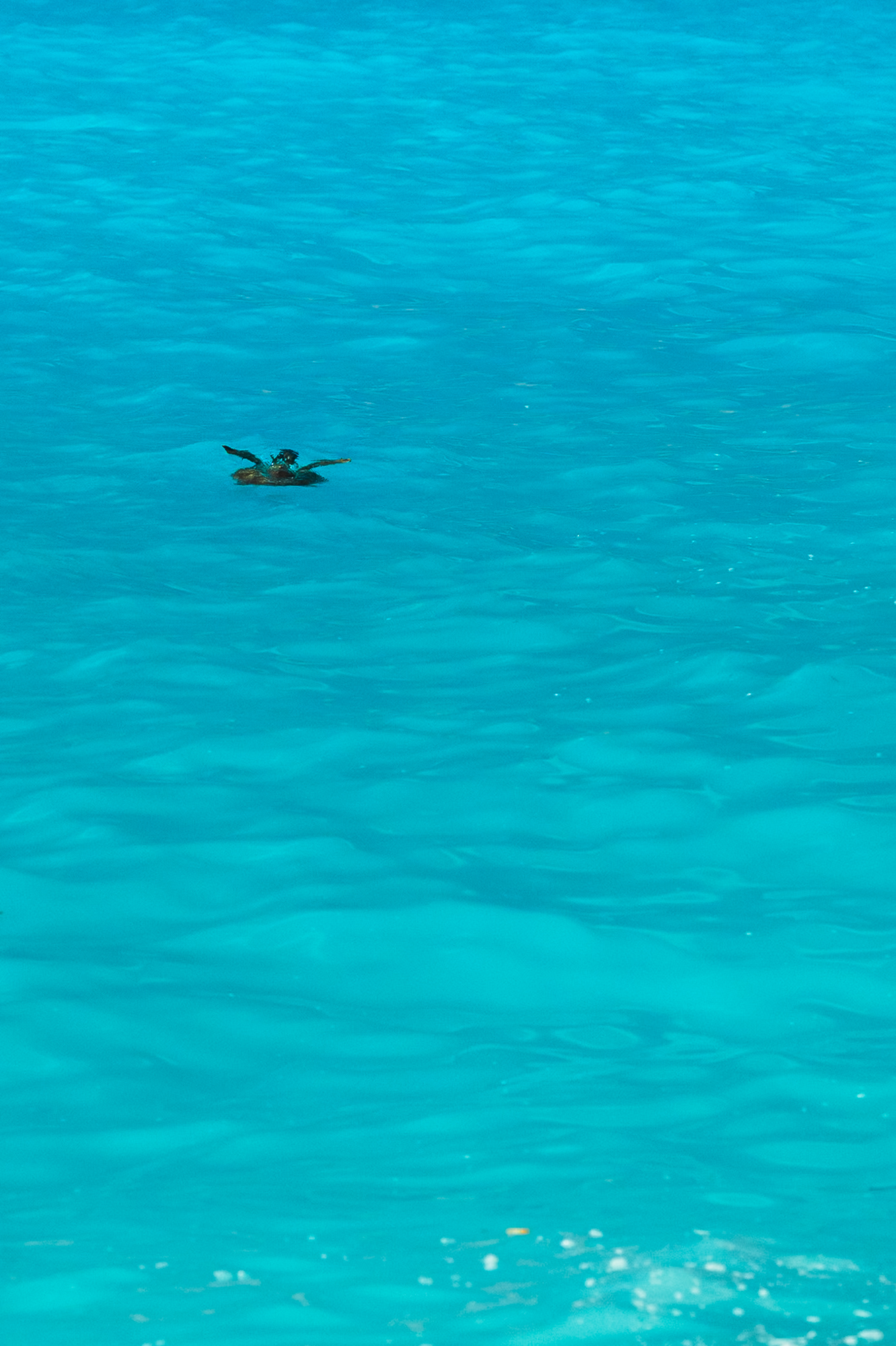 Loggerhead turtle swimming close to shore at Myrtos Beach, Kefalonia
